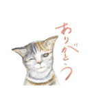 猫に丁寧な言葉遣いとビジネス用語を添えて（個別スタンプ：3）