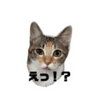 KQHHoooo（個別スタンプ：5）