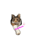 KQHHoooo（個別スタンプ：6）