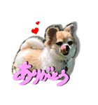 使える❣️まめたんスタンプ（個別スタンプ：2）
