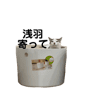 我が家の猫スタンプ☆第3弾（個別スタンプ：2）