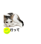 我が家の猫スタンプ☆第3弾（個別スタンプ：3）
