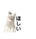 我が家の猫スタンプ☆第3弾（個別スタンプ：16）
