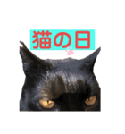 スーパー猫ちゃんの日（個別スタンプ：1）