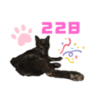 スーパー猫ちゃんの日（個別スタンプ：2）