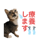スーパー猫ちゃんの日（個別スタンプ：3）