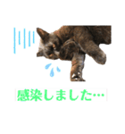 スーパー猫ちゃんの日（個別スタンプ：4）