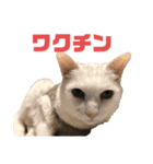 スーパー猫ちゃんの日（個別スタンプ：5）