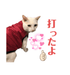 スーパー猫ちゃんの日（個別スタンプ：6）