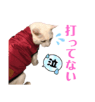 スーパー猫ちゃんの日（個別スタンプ：7）