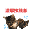 スーパー猫ちゃんの日（個別スタンプ：8）