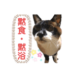 スーパー猫ちゃんの日（個別スタンプ：10）