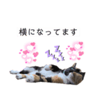 スーパー猫ちゃんの日（個別スタンプ：12）