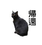 スーパー猫ちゃんの日（個別スタンプ：14）