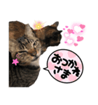 スーパー猫ちゃんの日（個別スタンプ：15）