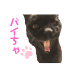 スーパー猫ちゃんの日（個別スタンプ：16）