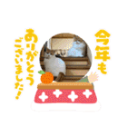 にゃんずandおまごちゃん（個別スタンプ：39）