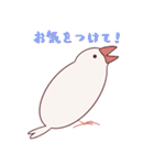 えびしっぽ文鳥 2（個別スタンプ：25）