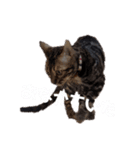 ベンガルのアリー③（個別スタンプ：3）