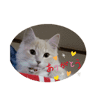 にゃんこのレオンちゃん（個別スタンプ：4）