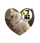 にゃんこのレオンちゃん（個別スタンプ：5）