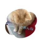 にゃんこのレオンちゃん（個別スタンプ：6）