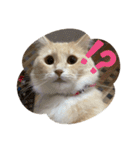 にゃんこのレオンちゃん（個別スタンプ：7）