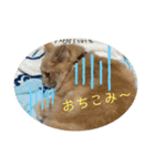 にゃんこのレオンちゃん（個別スタンプ：16）
