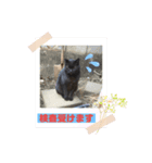 ネコ団欒4（個別スタンプ：1）