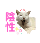 ネコ団欒4（個別スタンプ：2）