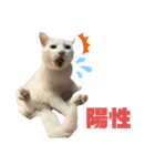 ネコ団欒4（個別スタンプ：3）