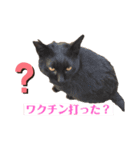 ネコ団欒4（個別スタンプ：4）