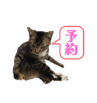 ネコ団欒4（個別スタンプ：5）