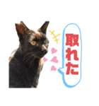 ネコ団欒4（個別スタンプ：6）