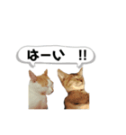 にゃんともネコちゃんたち その2（個別スタンプ：1）