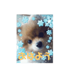 こたろうくん★スタンプ（個別スタンプ：1）