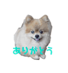 こたろうくん★スタンプ（個別スタンプ：3）