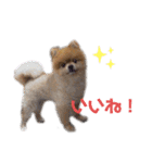 こたろうくん★スタンプ（個別スタンプ：5）