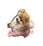 こたろうくん★スタンプ（個別スタンプ：6）