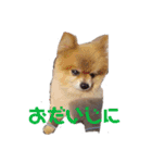 こたろうくん★スタンプ（個別スタンプ：9）