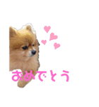こたろうくん★スタンプ（個別スタンプ：14）