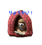 こたろうくん★スタンプ（個別スタンプ：15）