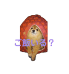 こたろうくん★スタンプ（個別スタンプ：16）