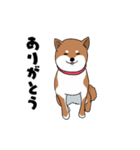 柴犬ハナちゃんスタンプ（個別スタンプ：9）