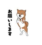 柴犬ハナちゃんスタンプ（個別スタンプ：10）