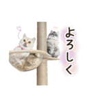 毎日使える♡まめこっとんスタンプ（個別スタンプ：1）