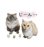 毎日使える♡まめこっとんスタンプ（個別スタンプ：2）