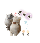 毎日使える♡まめこっとんスタンプ（個別スタンプ：4）
