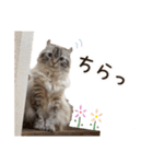 毎日使える♡まめこっとんスタンプ（個別スタンプ：5）