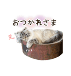 毎日使える♡まめこっとんスタンプ（個別スタンプ：7）